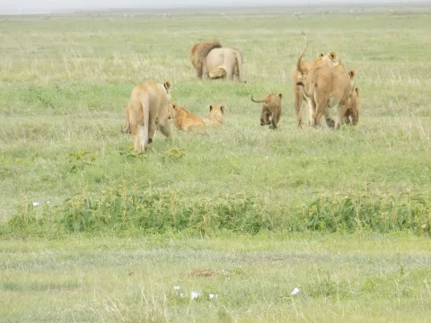 1-Day Amaizing Visit to the Unique Ngorongoro gallery image