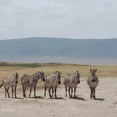 1-Day Amaizing Visit to the Unique Ngorongoro gallery image