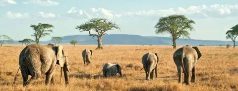 4-Day Amazing Tarangire Np, Serengeti Np +Ngorongoro Crater gallery image