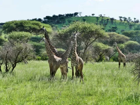 4-Day Amazing Tarangire Np, Serengeti Np +Ngorongoro Crater gallery image