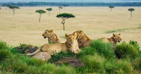 1-Day Amazing safari and affordable journey gallery image