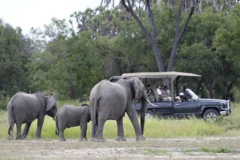 1-Day Amazing safari and affordable journey gallery image