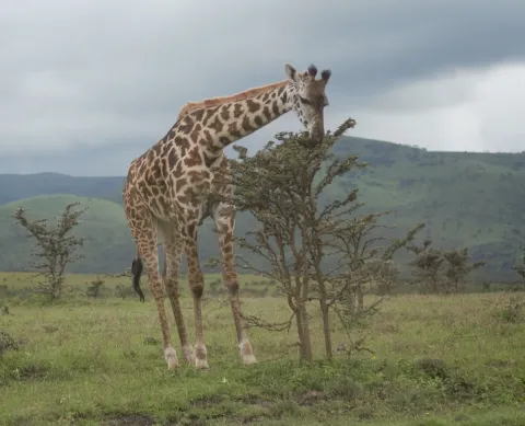 1-Day Arusha National Park Canoeing Safari Adventure gallery image