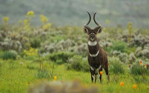 6-Day Awash & Bale Mountains Safari Adventure gallery image