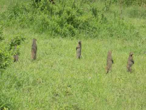 1-Day Arusha National Park gallery image