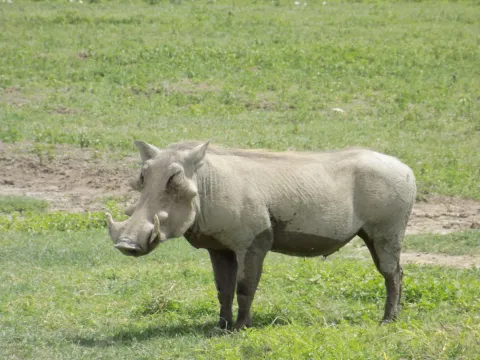 1-Day Arusha National Park gallery image
