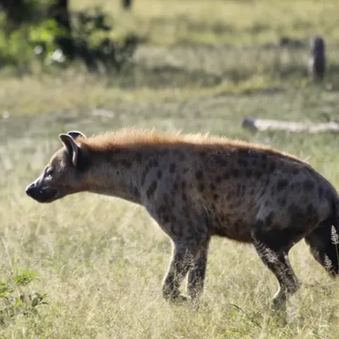 3-Day Best of scenic safari Serengeti to ngorongoro crater gallery image