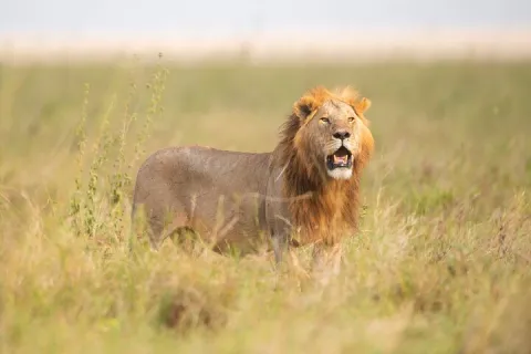 5-Day Big 5 Serengeti Safari gallery image