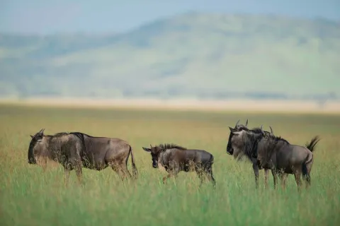 5-Day Big 5 Serengeti Safari gallery image