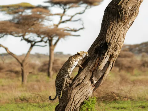 5-Day Big 5 Serengeti Safari gallery image