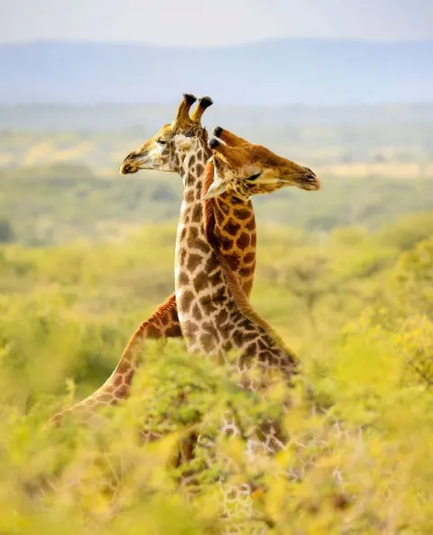 2-Day Budget safari to the best of southern circuit(Nyerere) gallery image
