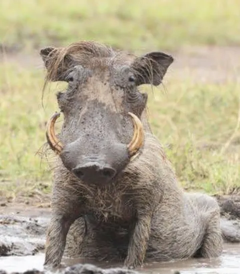 2-Day Budget safari to the best of southern circuit(Nyerere) gallery image