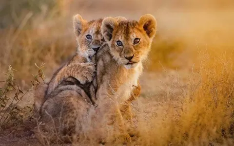 8-Day Budgeted Honeymooners Safari gallery image