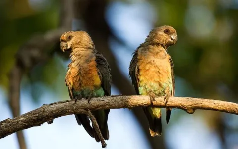 8-Day Budgeted Honeymooners Safari gallery image