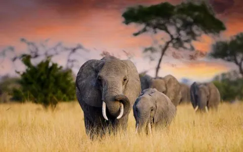 8-Day Budgeted Honeymooners Safari gallery image