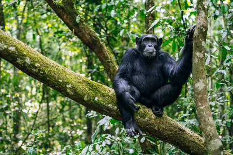 5-Day Bwindi Impenetrable NP Lake Bunyonyi & Queen Enp gallery image