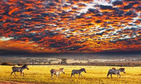 3-Day Celestial Plains Safari in Tanzania gallery image