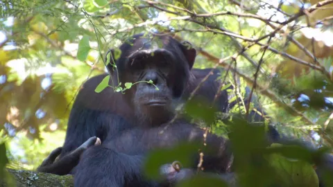 3-Day Chimpanzee Tracking Kibale Forest National Park gallery image