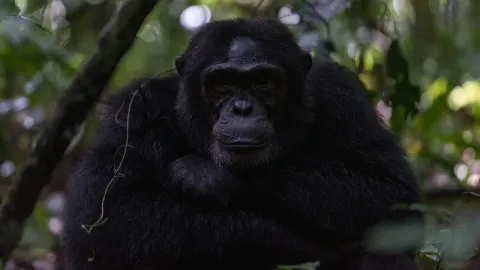 4-Day Chimpanzee Tracking with Wildlife Viewing Uganda gallery image