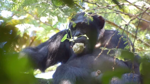 2-Day Chimpanzee Trekking and Canopy Walk Nyungwe gallery image