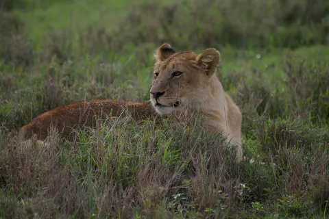 12-Day Combine Tour Kilimanjaro Trek's & Serengeti Park gallery image