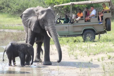 2-Day Comfort Safari Experience to Nyerere national park gallery image