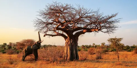 3-Day Culture Safari ( Hadzabe & Datoga) gallery image