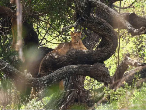 1-Day Tarangire National Park Day Trip gallery image