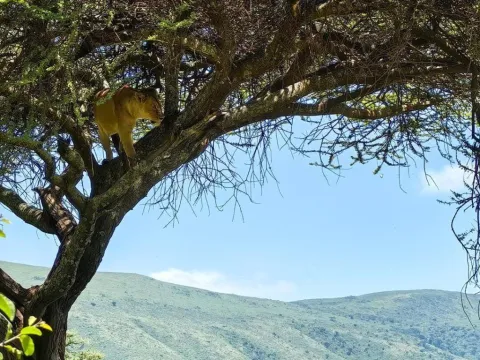 1-Day Ngorongoro Crater Day Trip From Arusha gallery image