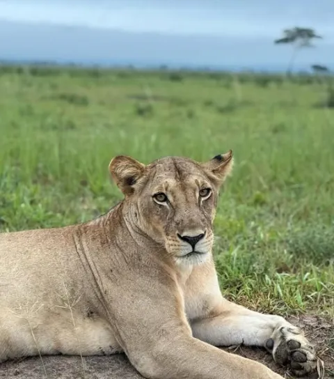 5-Day Safari to Mikumi & Nyerere Np From Dar Es Salaam gallery image