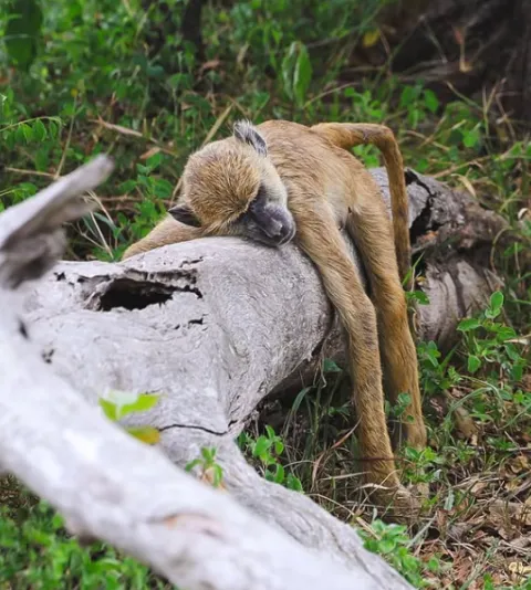 5-Day Safari to Mikumi & Nyerere Np From Dar Es Salaam gallery image