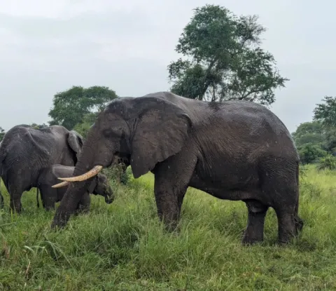 5-Day Safari to Mikumi & Nyerere Np From Dar Es Salaam gallery image