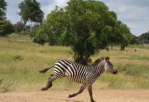 2-Day Game Drive Safari in Tarangire and Ngorongoro gallery image