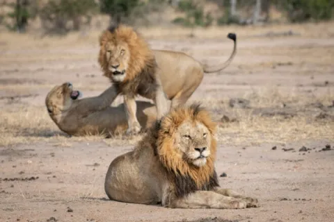 1-Day Selous Day Safari Tour gallery image