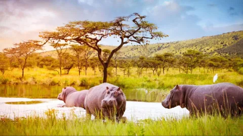 1-Day Selous Day Safari Tour gallery image