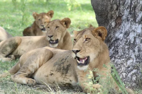 1-Day Discover the Crater of Ngorongoro gallery image