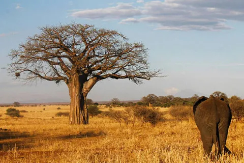 7-Day Exclusive Tanzania Honeymoon Safari gallery image