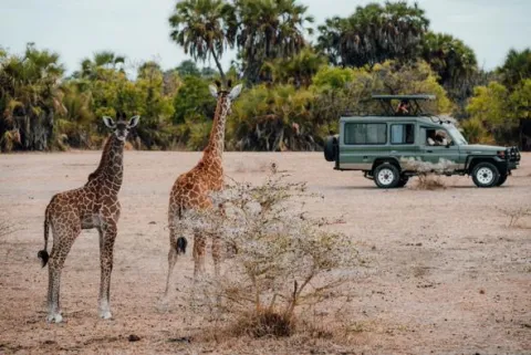 3-Day Epic safari to Nyerere national park from zanzibar gallery image