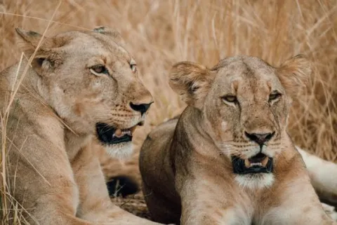 3-Day Epic safari to Nyerere national park from zanzibar gallery image