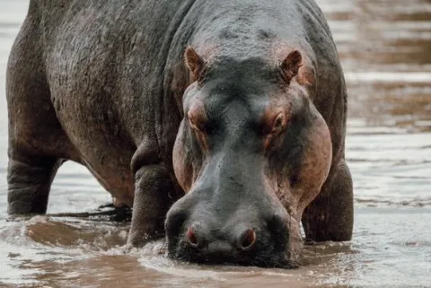 3-Day Epic safari to Nyerere national park from zanzibar gallery image