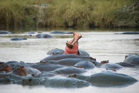 3-Day Epic safari to Nyerere national park from zanzibar gallery image