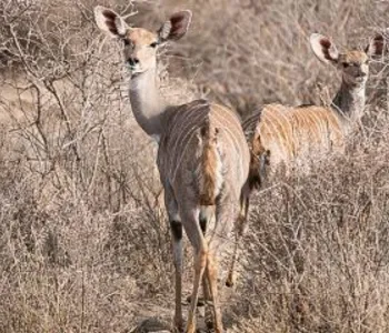 3-Day Ethiopia Awash National Park Wildlife Tour gallery image