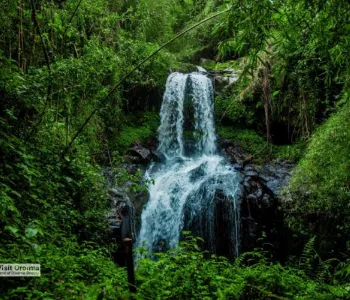 3-Day Ethiopia Awash National Park Wildlife Tour gallery image
