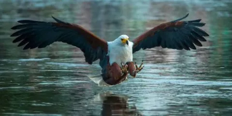 8-Day Ethiopia Birdwatching Safari Experience gallery image