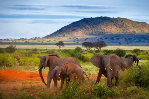 1-Day Exclusive Tsavo East National Park Safari gallery image