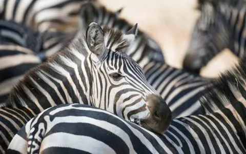 5-Day Explore Tanzania's Iconic Parks with Acatree Tour gallery image