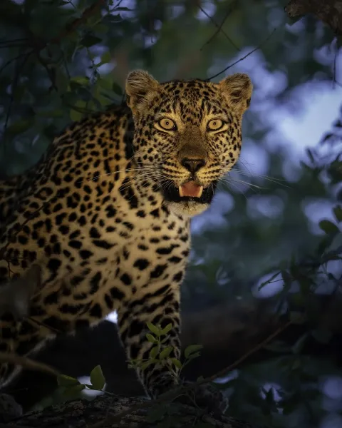 1-Day Fly in-wildlife safari from zanzibar to selous gallery image
