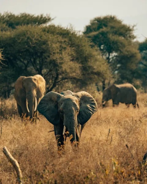 1-Day Fly in-wildlife safari from zanzibar to selous gallery image