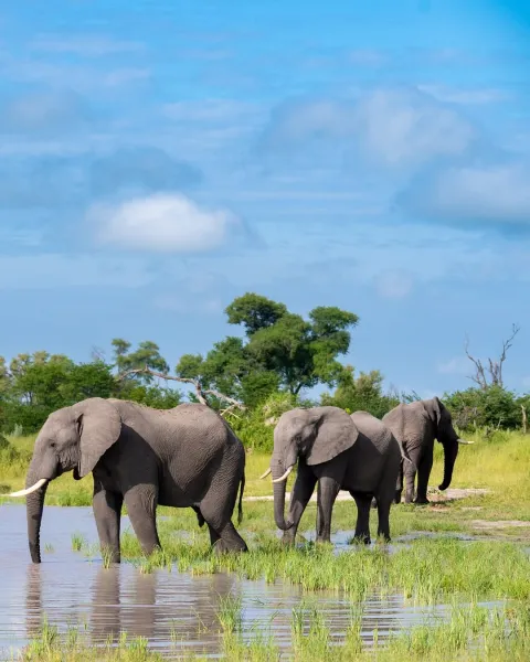 1-Day Fly in-wildlife safari from zanzibar to selous gallery image