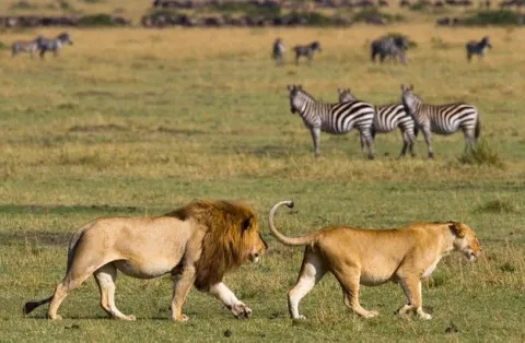 1-Day Fly in-wildlife safari from zanzibar to selous gallery image